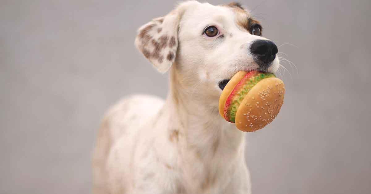 If You Think Your Dog Would Share Food With You, We Have Bad News