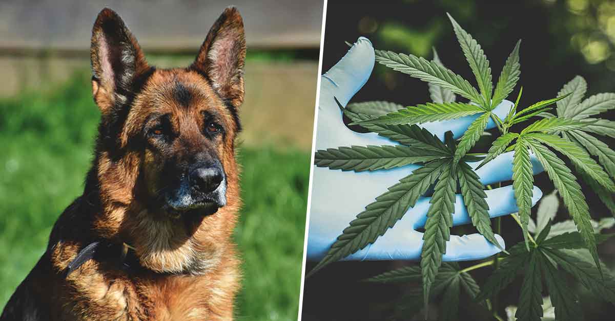 Marijuana legalization across the US is forcing police dogs to retire