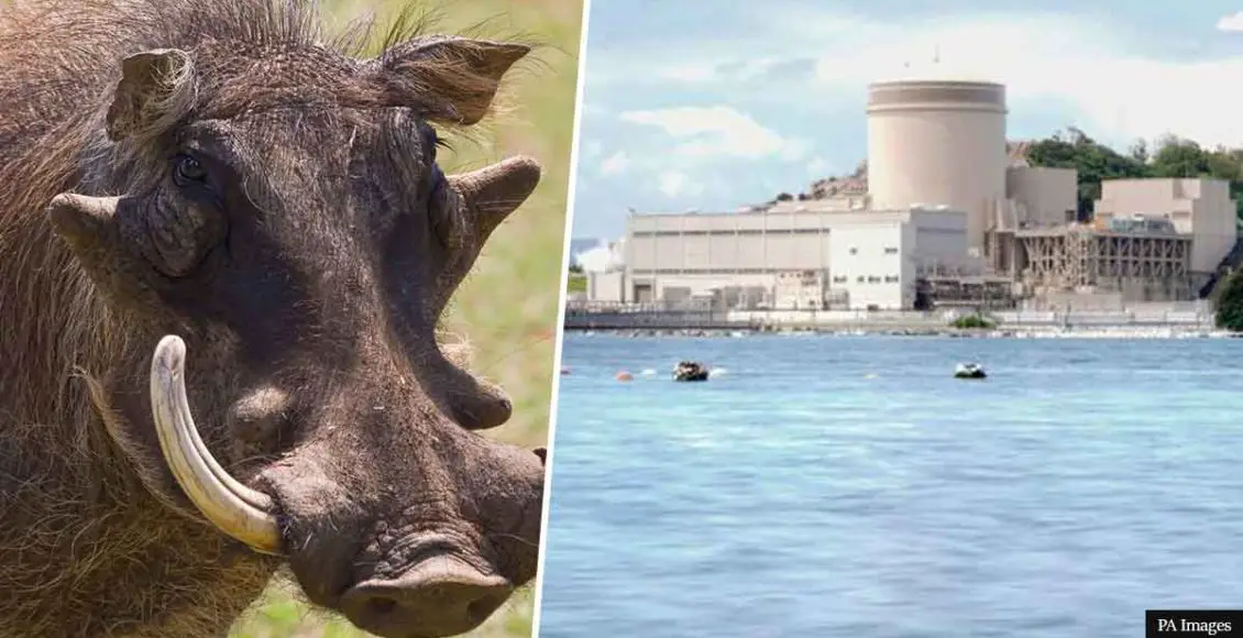 Radioactive boar-pig hybrids roam around Fukushima, scientists claim