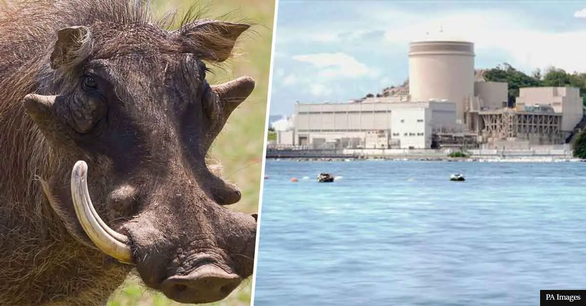 Radioactive boar-pig hybrids roam around Fukushima, scientists claim