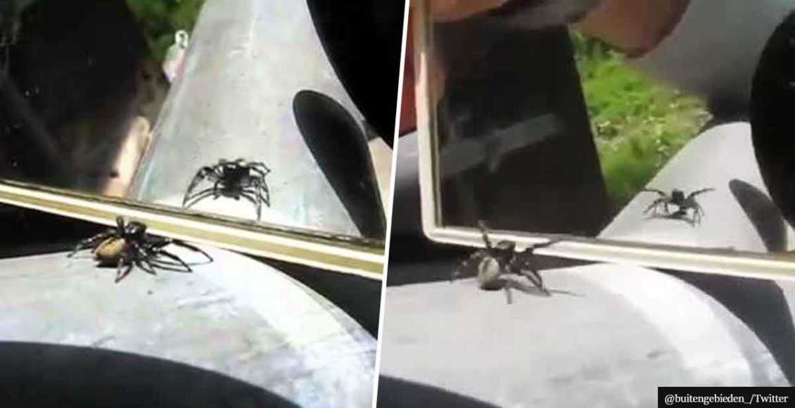 VIDEO shows spider's hilarious reaction to its own reflection