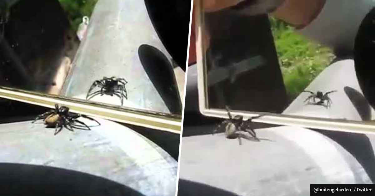 VIDEO shows spider's hilarious reaction to its own reflection