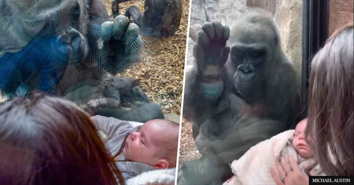 Zoo Gorilla Brings Baby To Meet Human Mom's Newborn