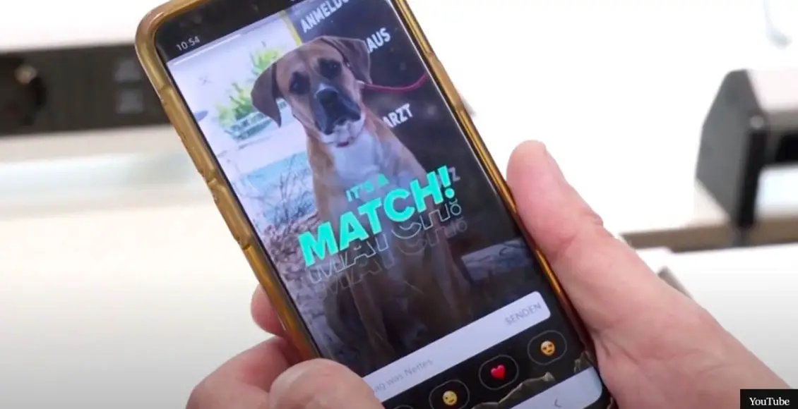 Animal shelter uses Tinder to help lonely pets find the purrfect match