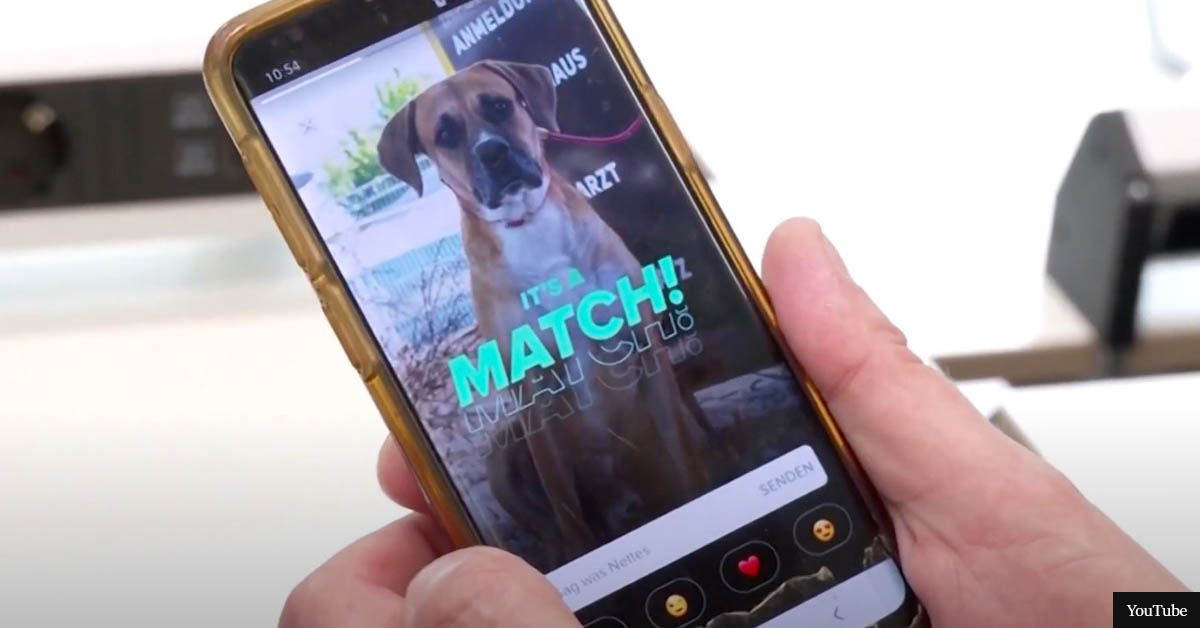 Animal shelter uses Tinder to help lonely pets find the purrfect match