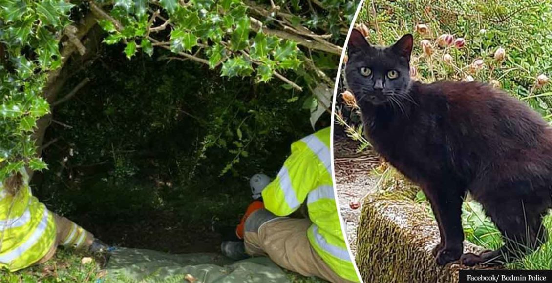Cat’s meowing helps police save missing 83-year-old woman's life