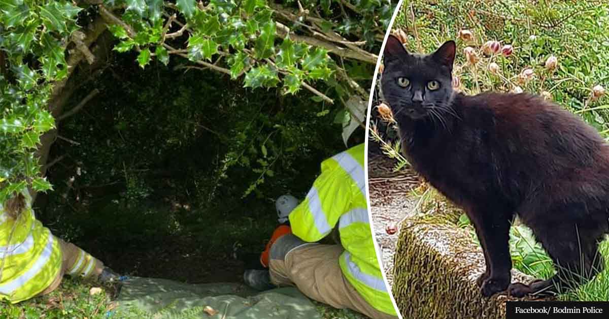Cat’s meowing helps police save missing 83-year-old woman's life