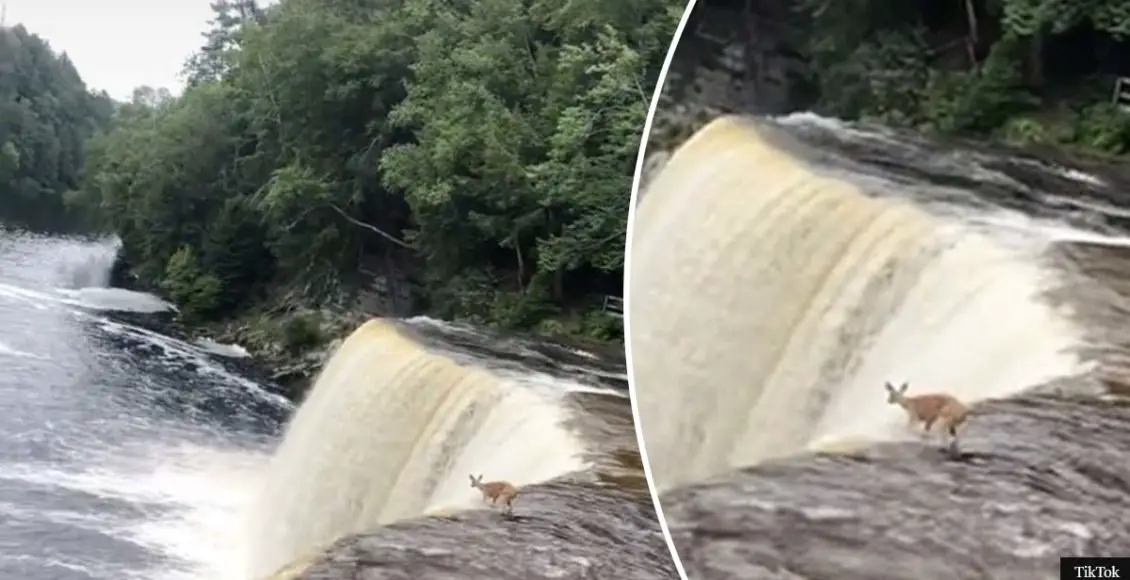 Deer Plunges From 50-Foot Waterfall And Miraculously Reemerges Downstream As Onlookers Gasp In Amazement