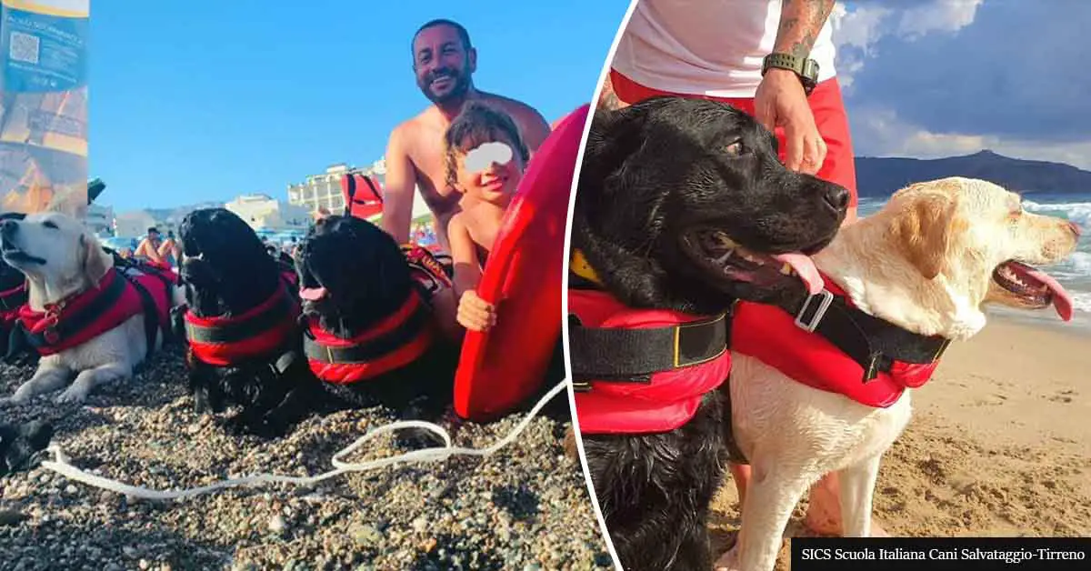 Dog Lifeguards Rescue 14 People From Drowning, Including Children