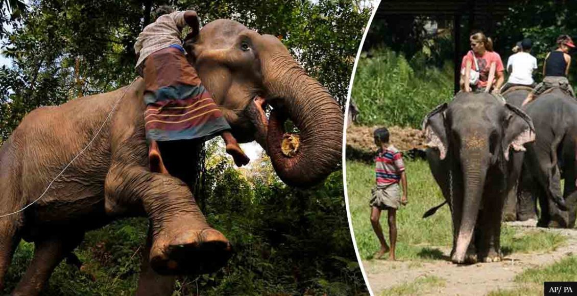 Drunk driving' on elephants is now ILLEGAL in Sri Lanka