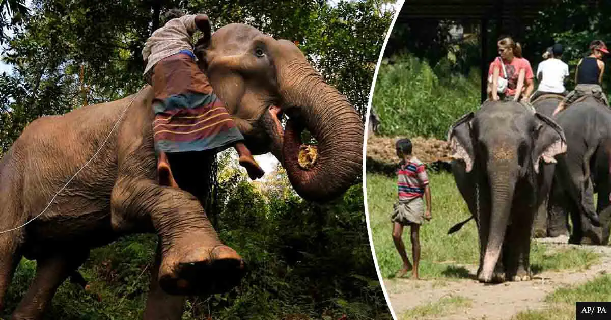 Drunk driving' on elephants is now ILLEGAL in Sri Lanka
