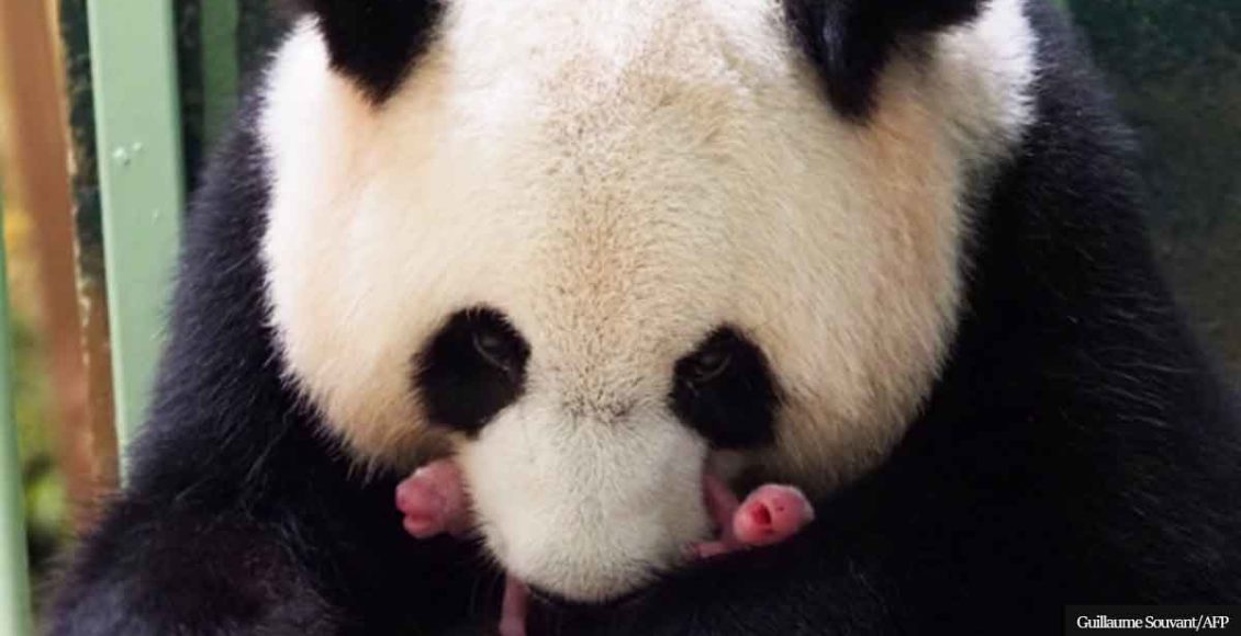 Giant Panda In French Zoo Gives Birth To 'Lively' Girl Twins