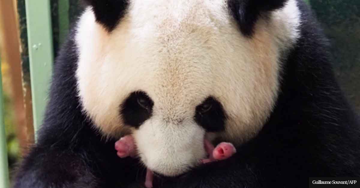 Giant Panda In French Zoo Gives Birth To 'Lively' Girl Twins