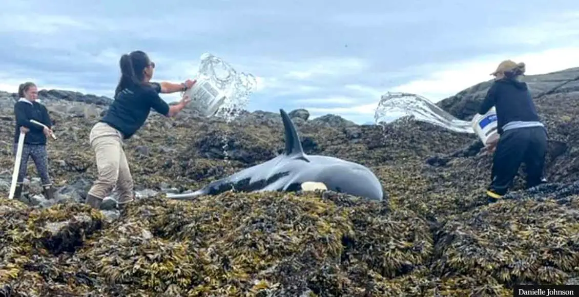 Good Samaritans pour water on beached killer whale until it can free itself