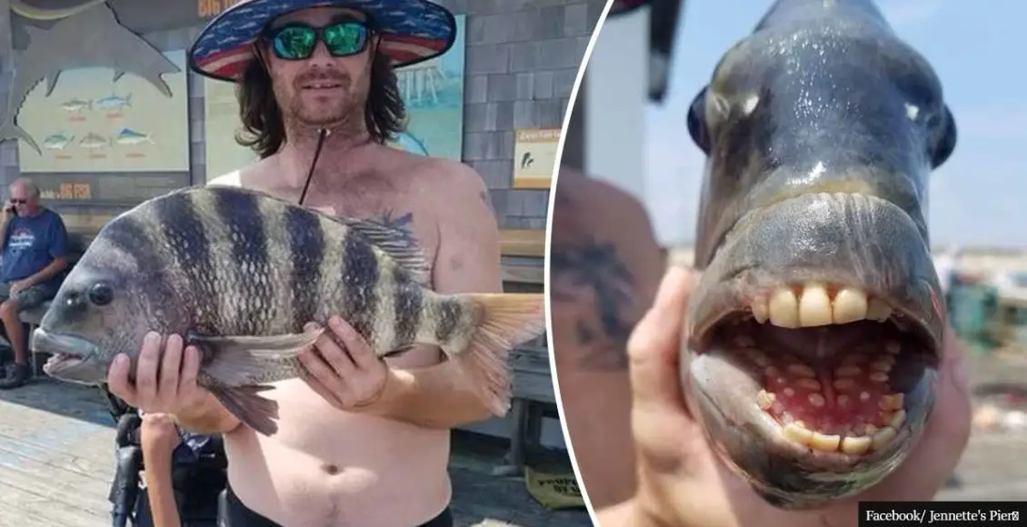 "It's a really good catch" - Bizarre fish with "human" teeth caught in North Carolina