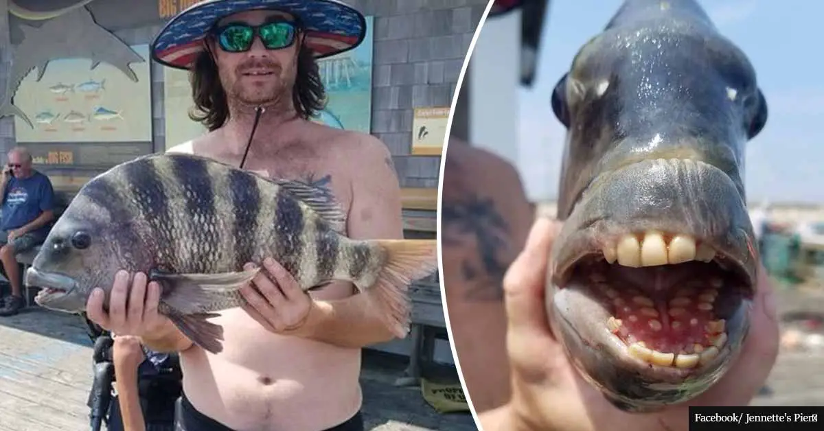 "It's a really good catch" - Bizarre fish with "human" teeth caught in North Carolina