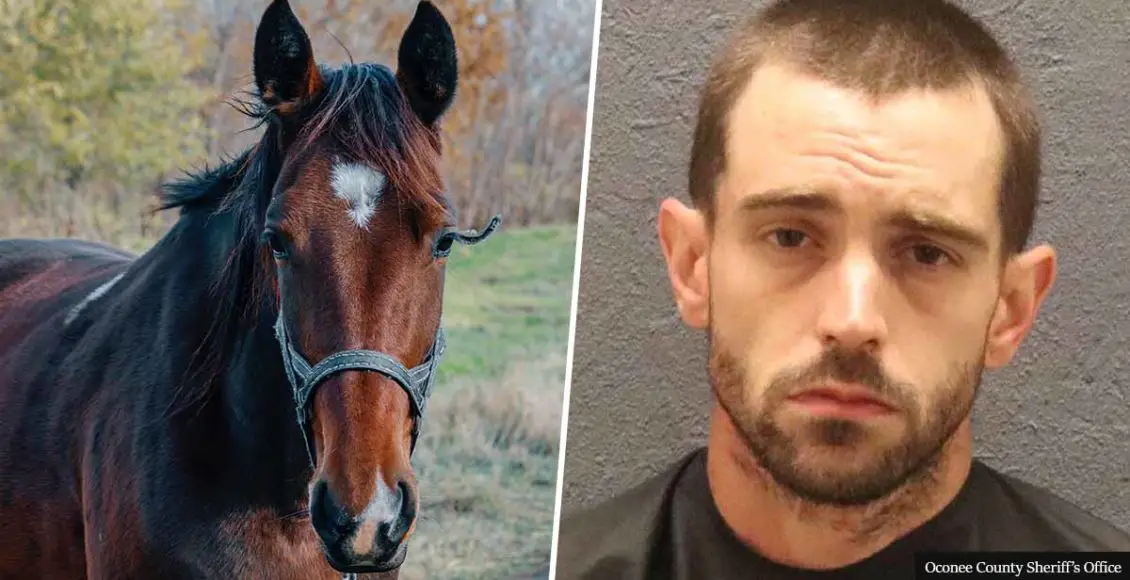 Man arrested after police find missing horse in his bedroom