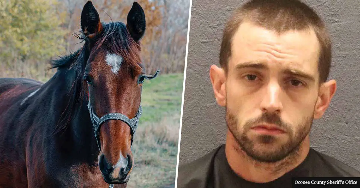 Man arrested after police find missing horse in his bedroom