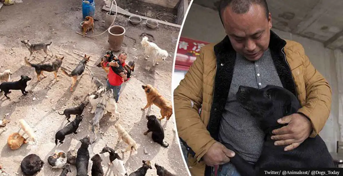 Millionaire Spent His Fortune Turning Slaughterhouse Into Safe Haven For Dogs