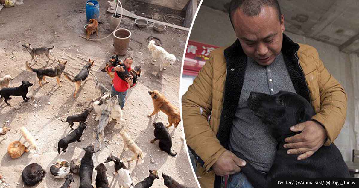 Millionaire Spent His Fortune Turning Slaughterhouse Into Safe Haven For Dogs