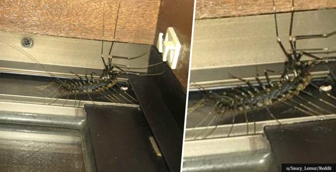 Horror: Man Discovers Giant TWO-FOOT CENTIPEDE In His House