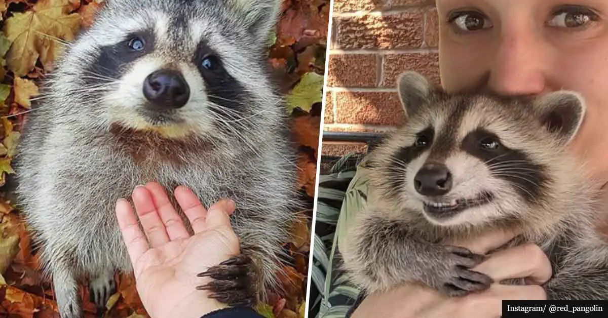 Raccoon keeps coming back to his rescuers for snuggles 3 years after they saved him