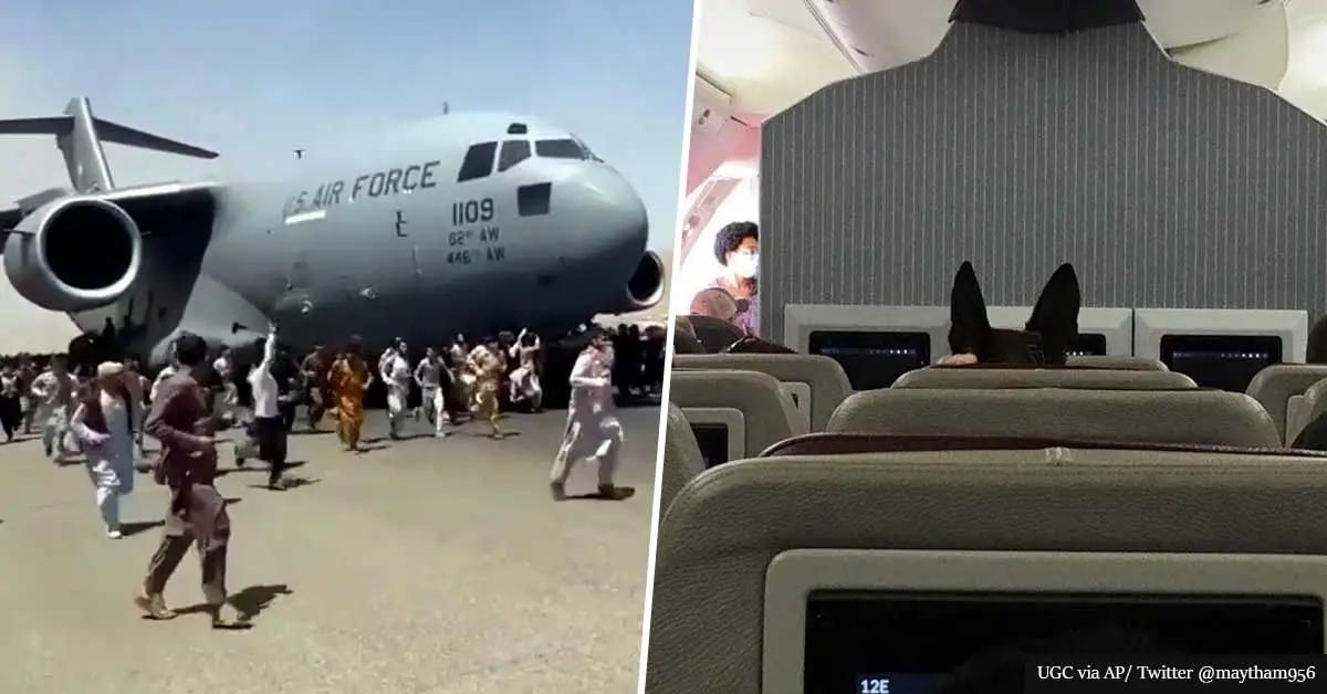 U.S. Military Dogs Given Seats On Flights As Refugees Flee Taliban Terror