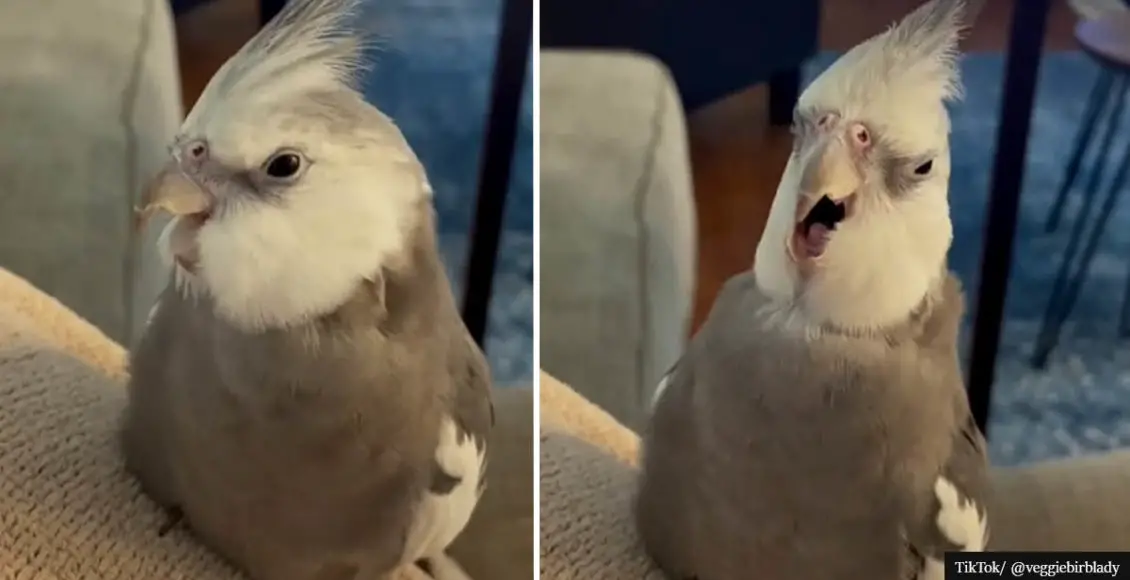 Video: Adorable bird shows mad singing skills, and the Internet is obsessed