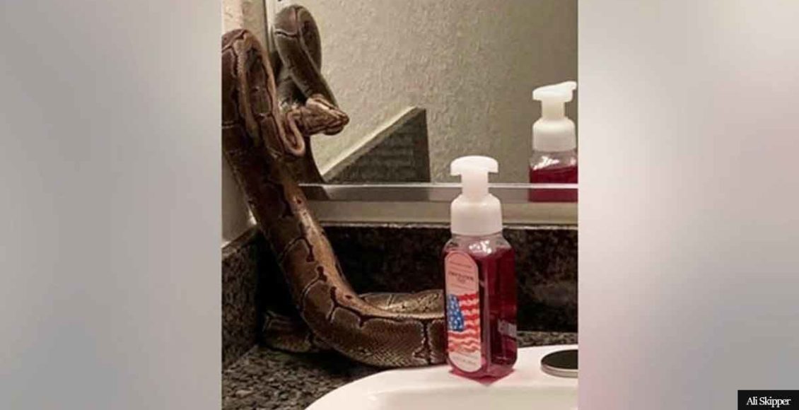 Woman Finds Large Python In Her New Apartment's Bathroom, Says It Was Left Behind By The Previous Occupant