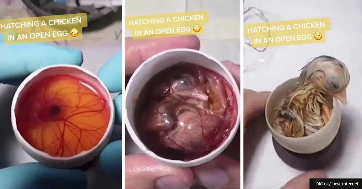 Amazing Video Shows Chicken Growing In An Open Egg