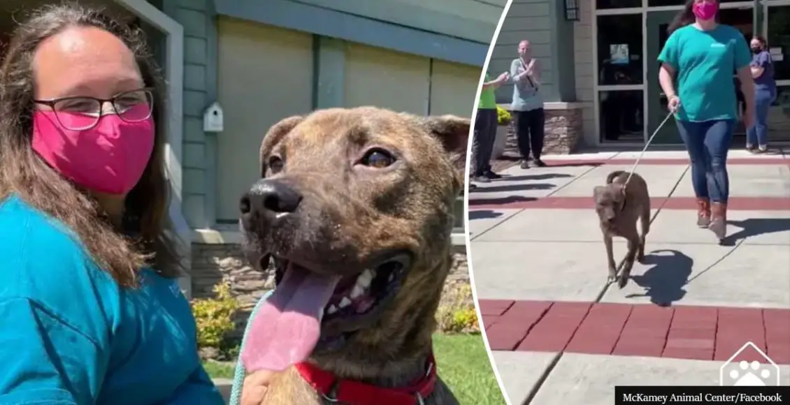 Animal shelter applauds longest resident as he finds forever home