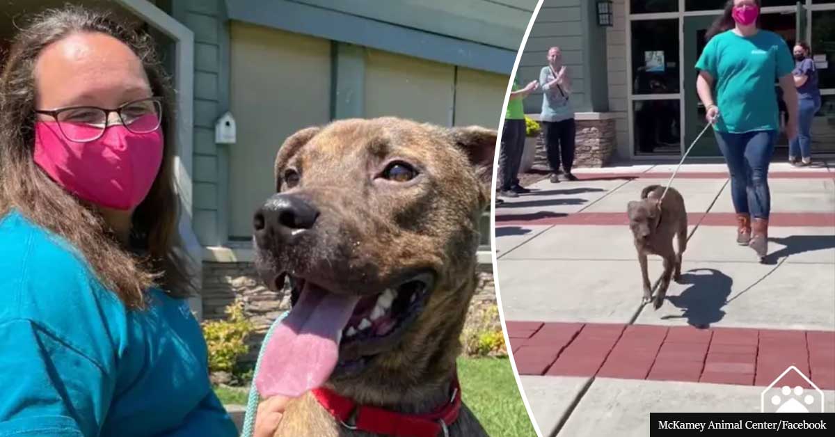 Animal shelter applauds longest resident as he finds forever home