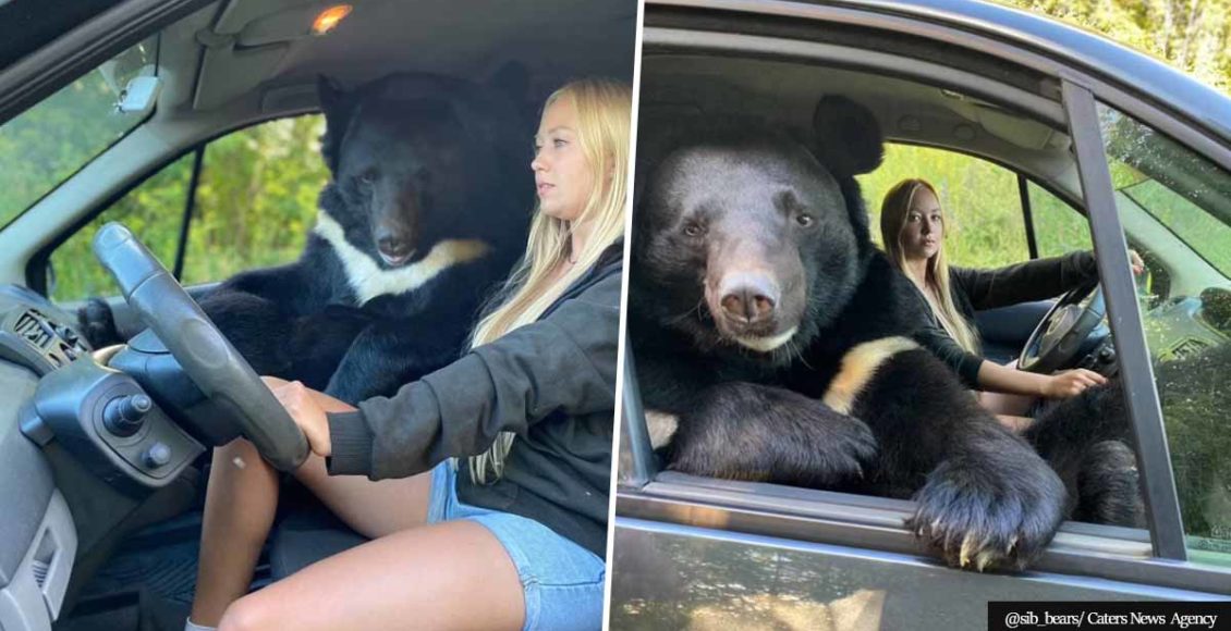 Bear loves to ride shotgun while human bestie drives around the city