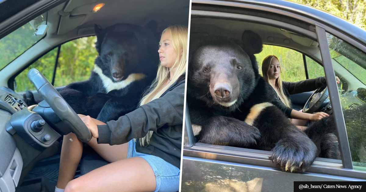 Bear loves to ride shotgun while human bestie drives around the city