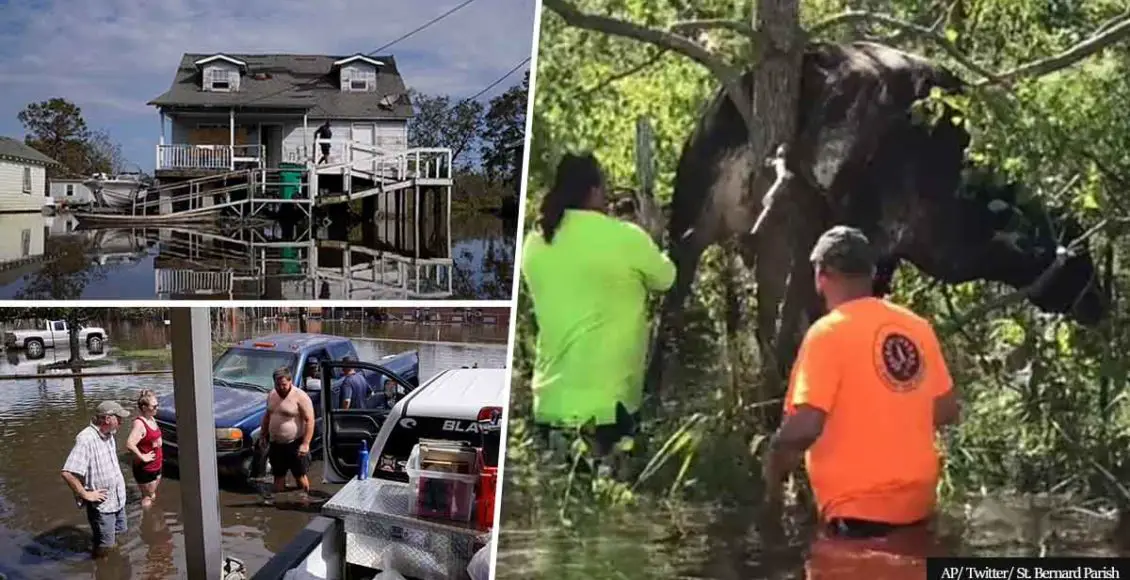 Cow stuck in a tree after Hurricane Ida saved by a rescue team