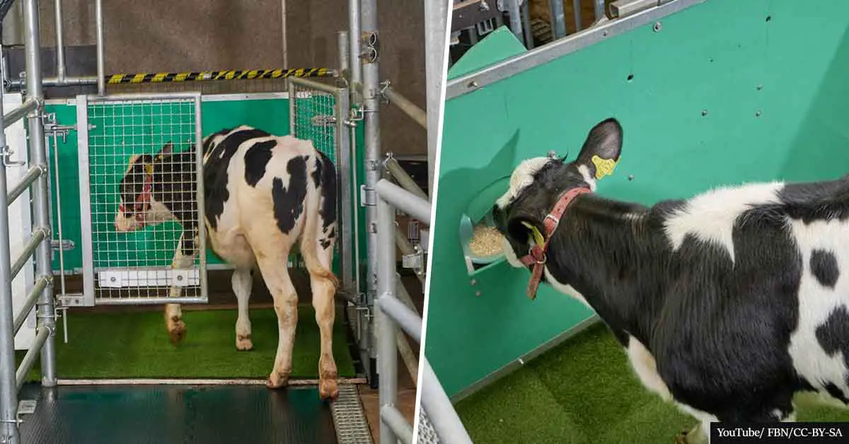 Cows Are Being Toilet Trained To Reduce Greenhouse Gas Emissions