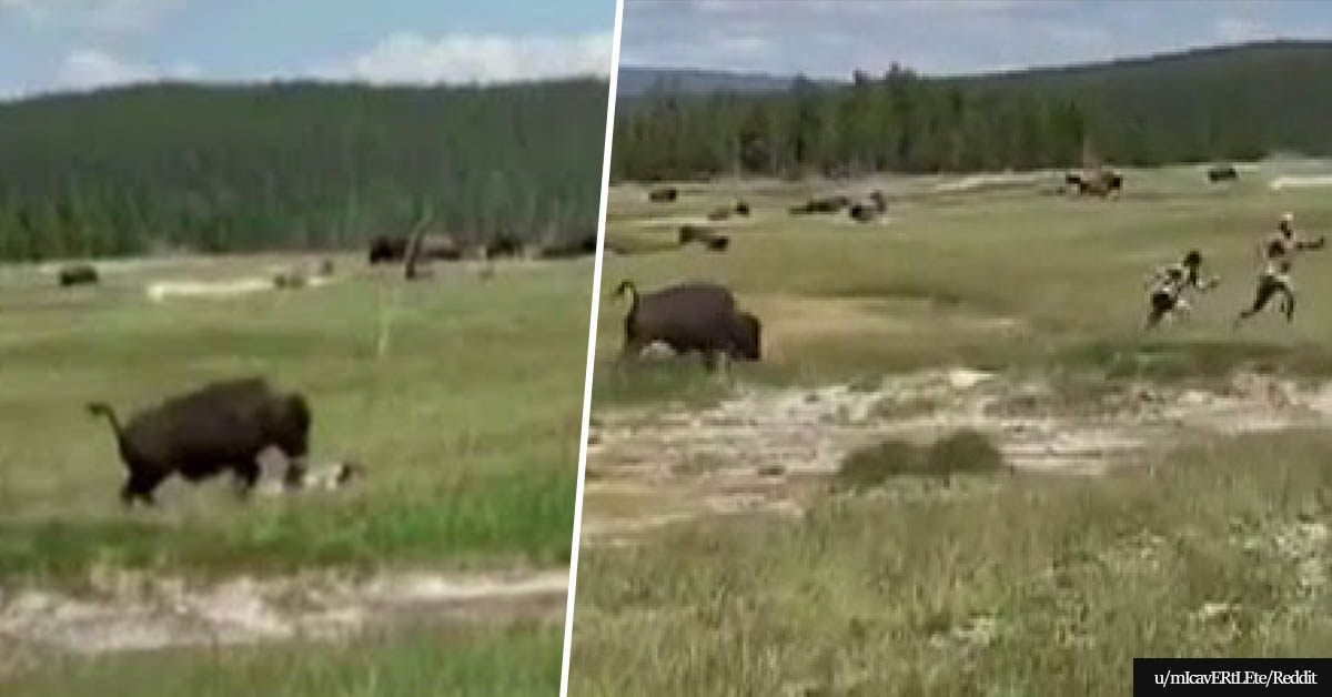 Frightening Video Shows Woman Playing Dead To Avoid Bison Attack In Yellowstone