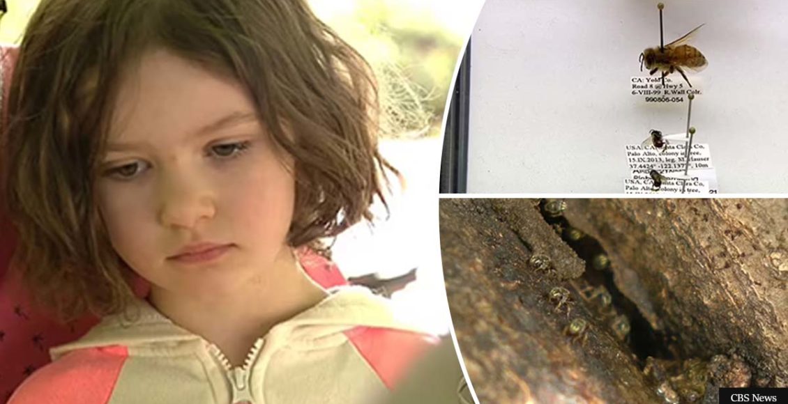 Girl, 4, discovers bee colonies thought to have died in the U.S. 70 years ago