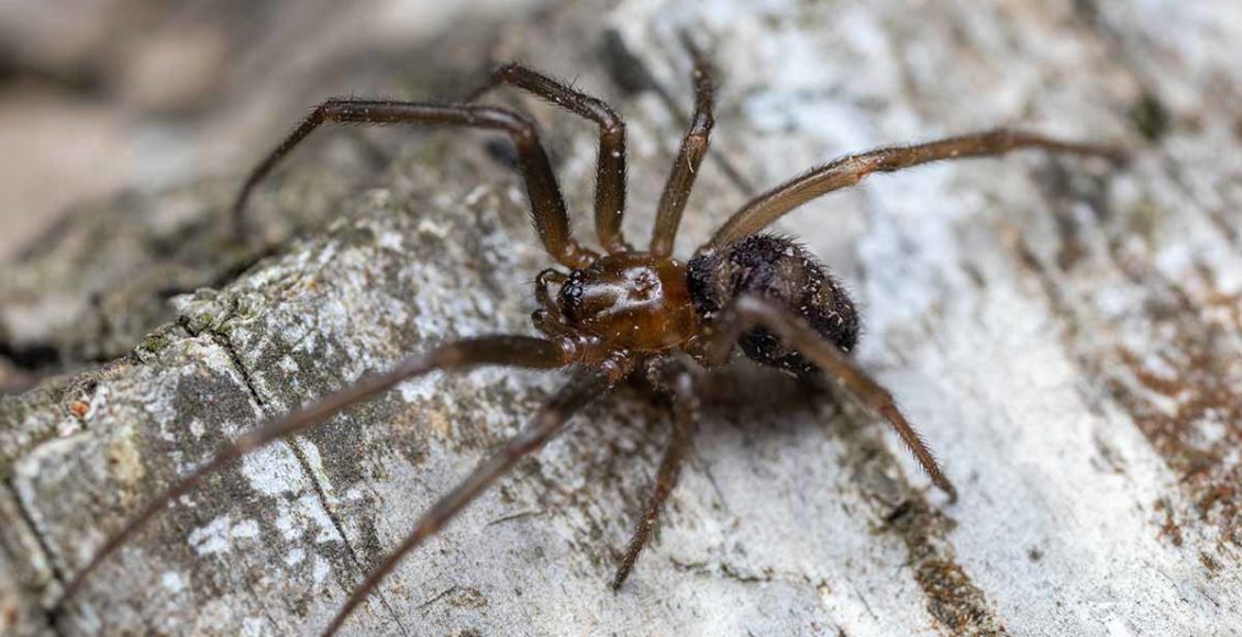 Here's Why You May Be Seeing More Spiders In Your Home These Days