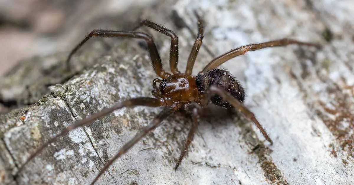 Here's Why You May Be Seeing More Spiders In Your Home These Days