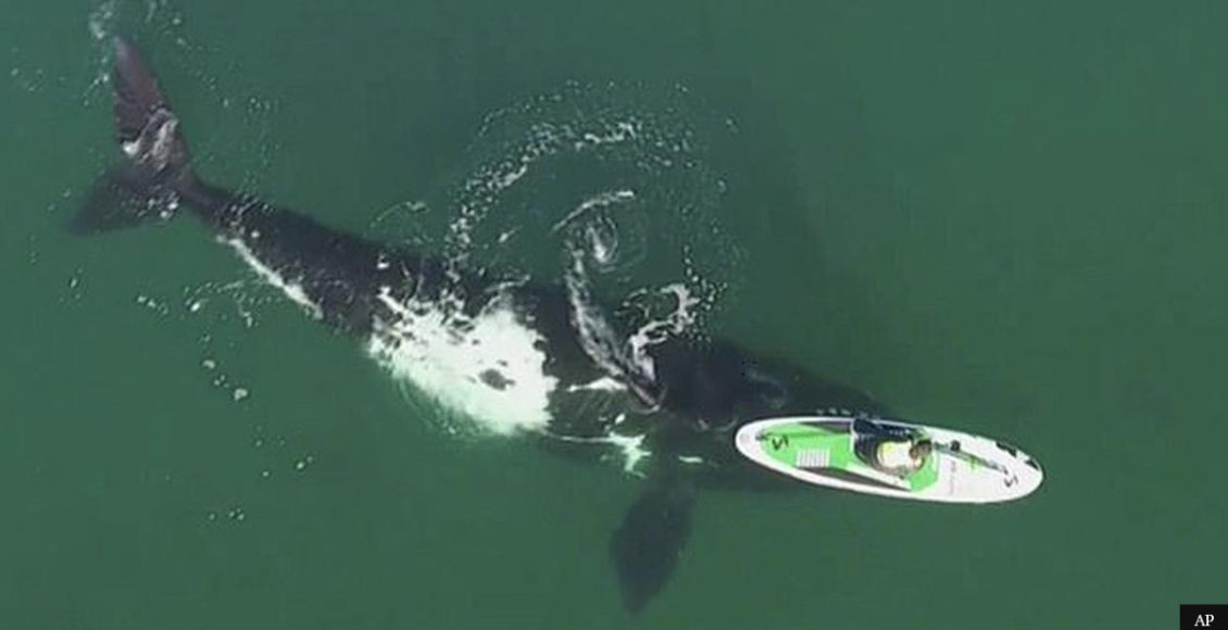 Huge 50ft whale gently nudges woman’s paddleboard before swimming underneath