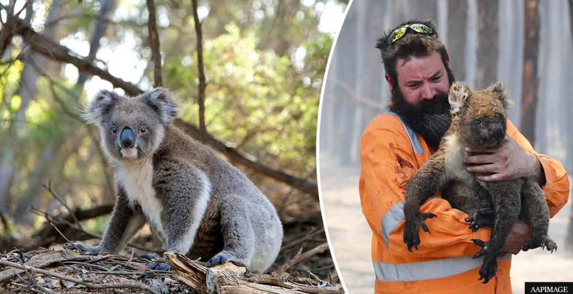 Koalas are going extinct, with only about 30,000 left in the wild