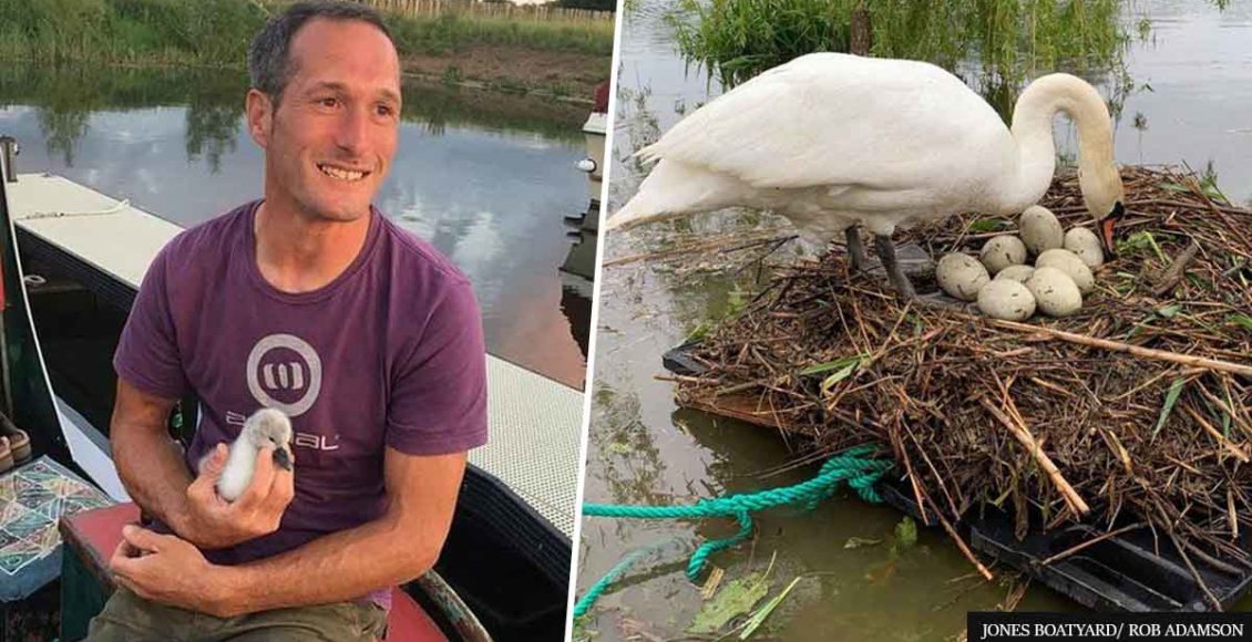 Man Saves Swan's Eggs From Rising Water By Building A Handmade Raft