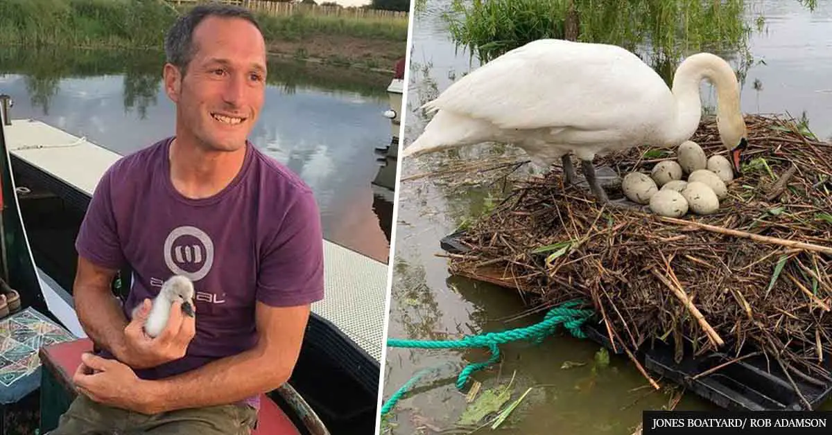 Man Saves Swan's Eggs From Rising Water By Building A Handmade Raft