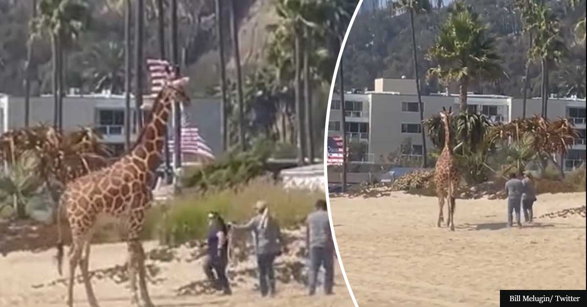 Moment Woman Carelessly Walks A Huge Giraffe On The Santa Monica Beach Goes Viral