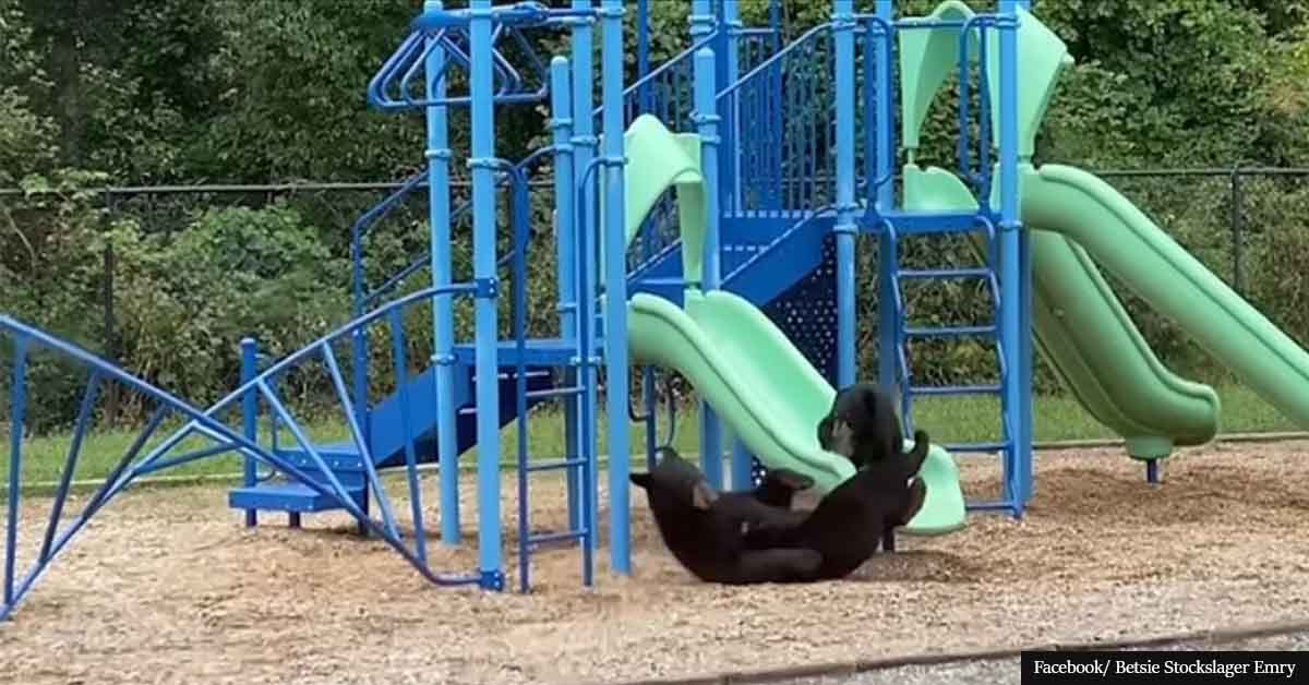 Playtime! Mama bear teaches cub how to use the slide