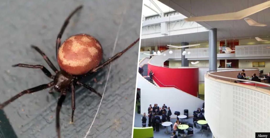 School evacuates 1,300 students following false widow spider sighting