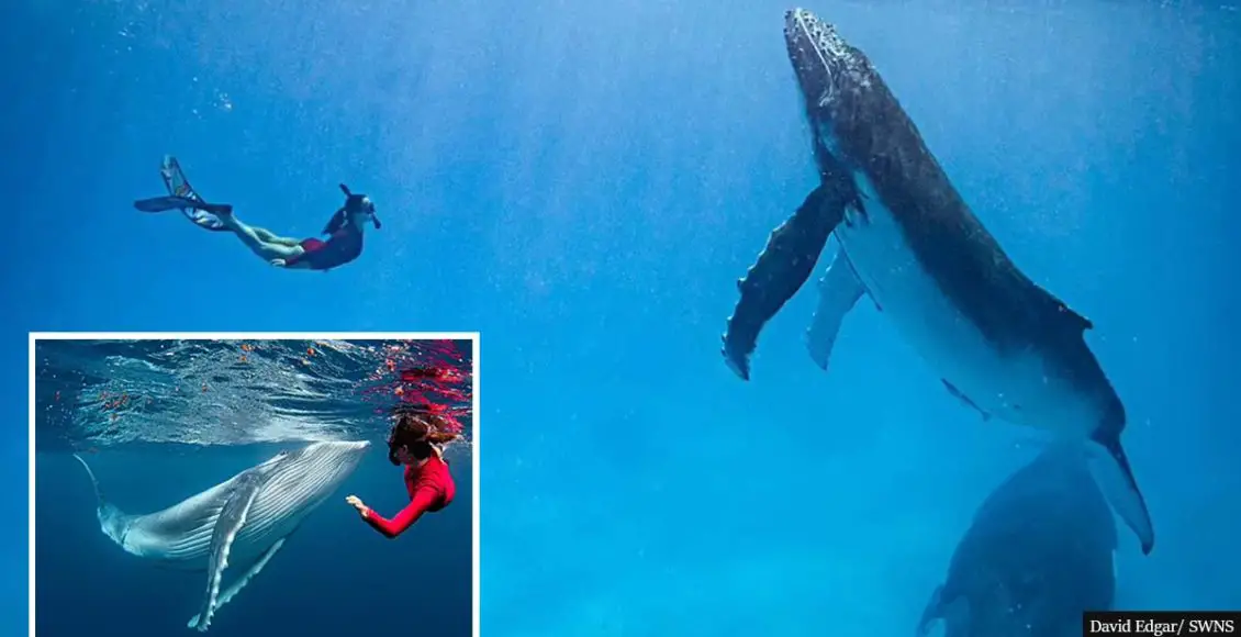 VIDEO: Couple has a surreal encounter with a group of humpback whales in hypnotic swim