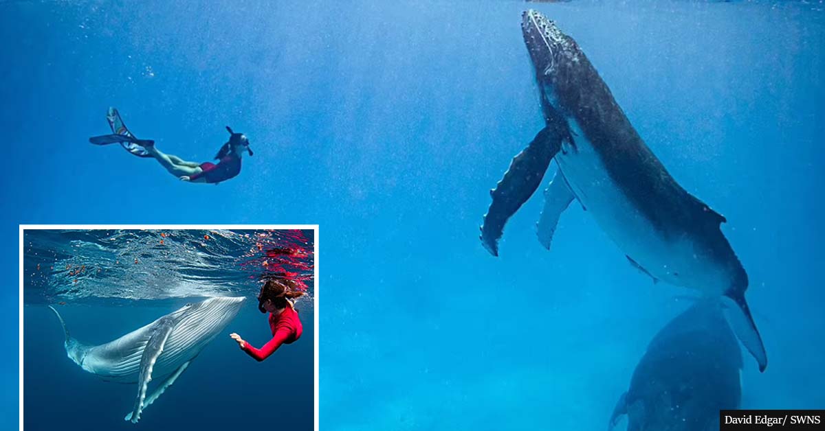 VIDEO: Couple has a surreal encounter with a group of humpback whales in hypnotic swim