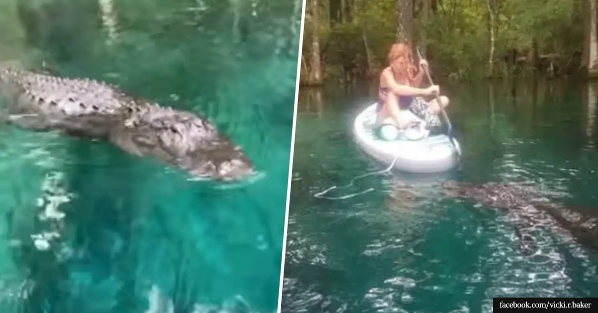 Video shows Florida woman fended off alligator while paddleboarding